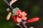 Scarlet beardtongue